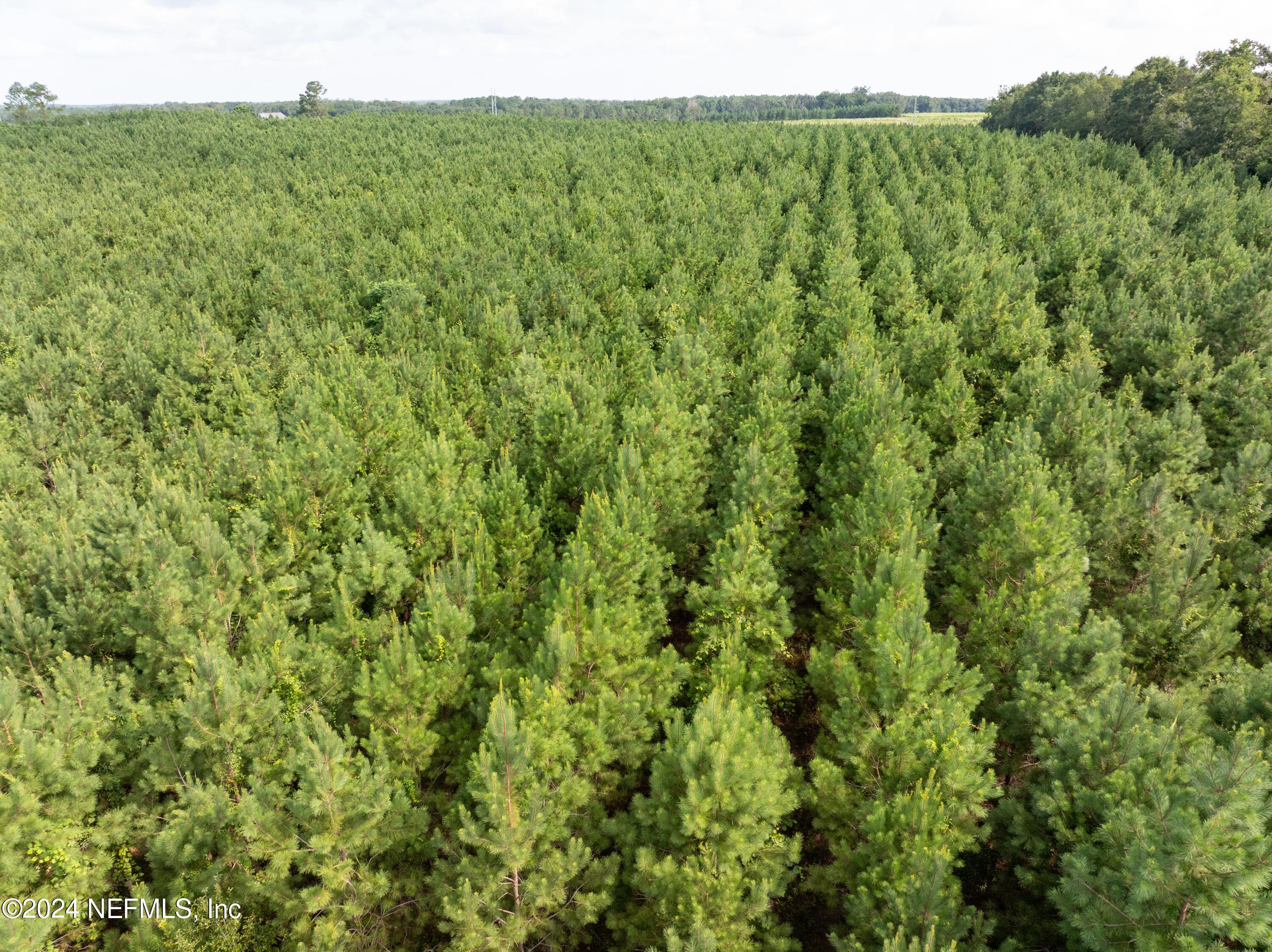 Photo 5 of 3600 NE ROCKY FORD Road, Madison, FL 32340