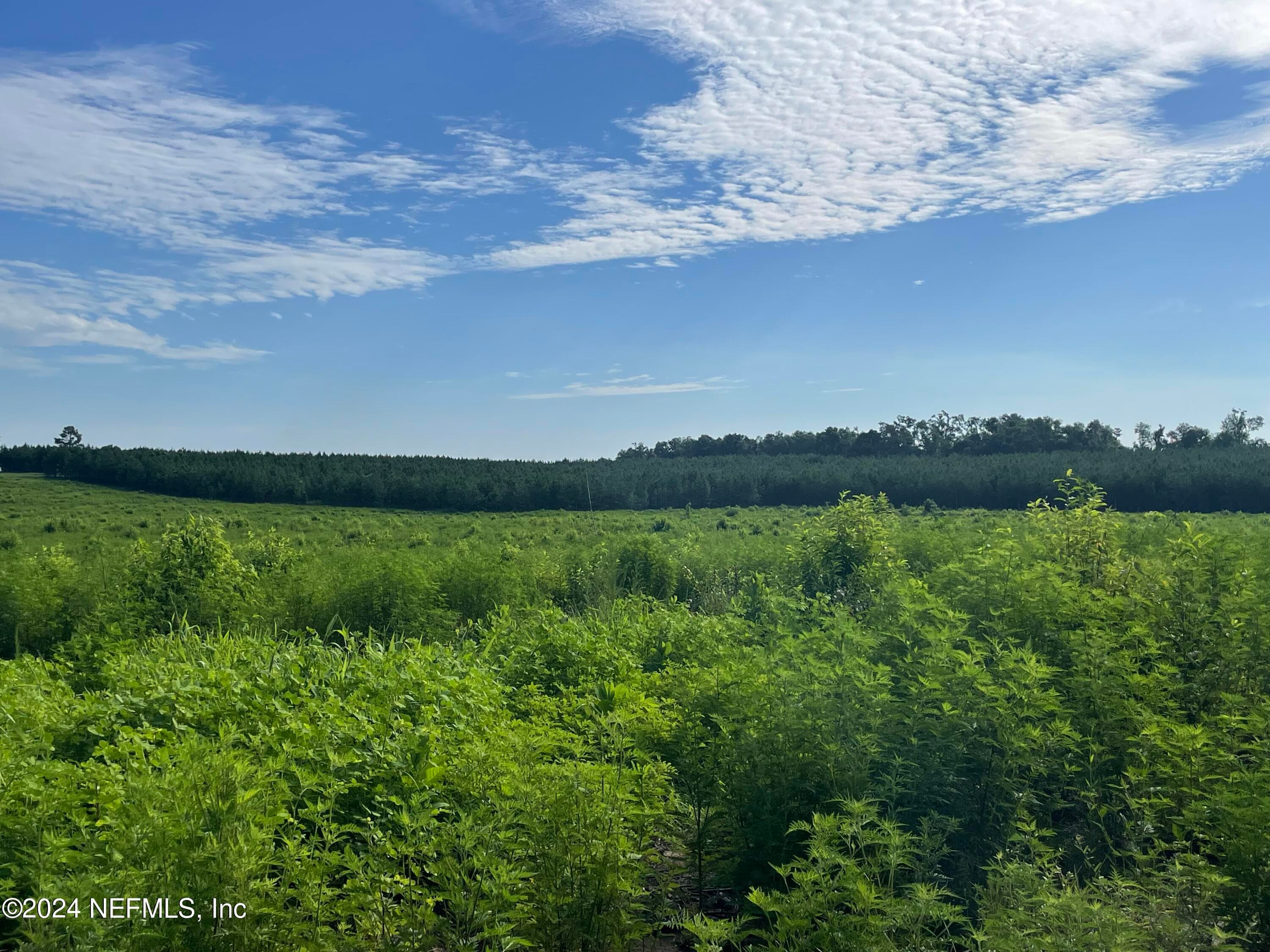 Photo 8 of 3600 NE ROCKY FORD Road, Madison, FL 32340