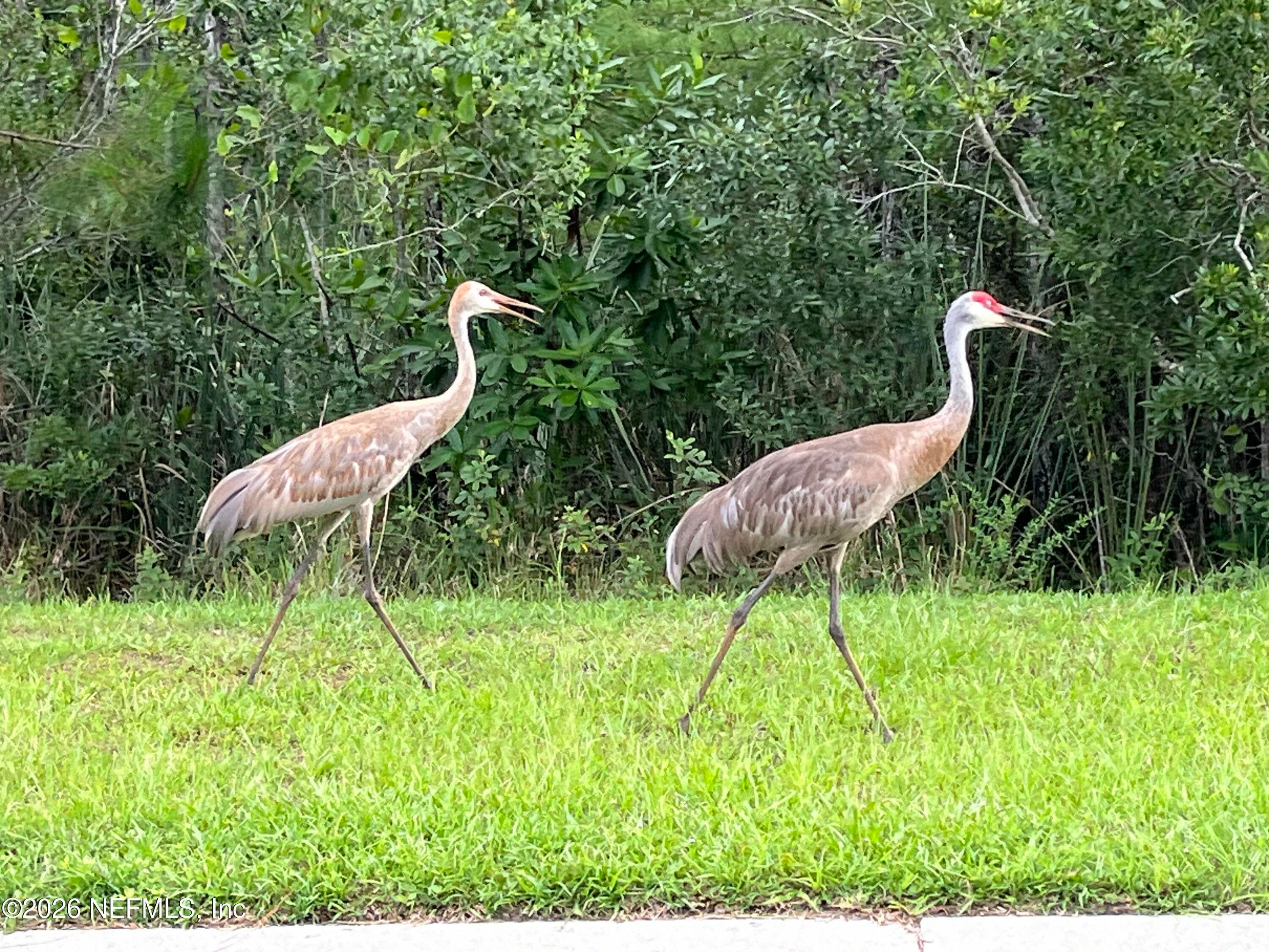 Photo 42 of 117 LAKESIDE Court, Bunnell, FL 32110
