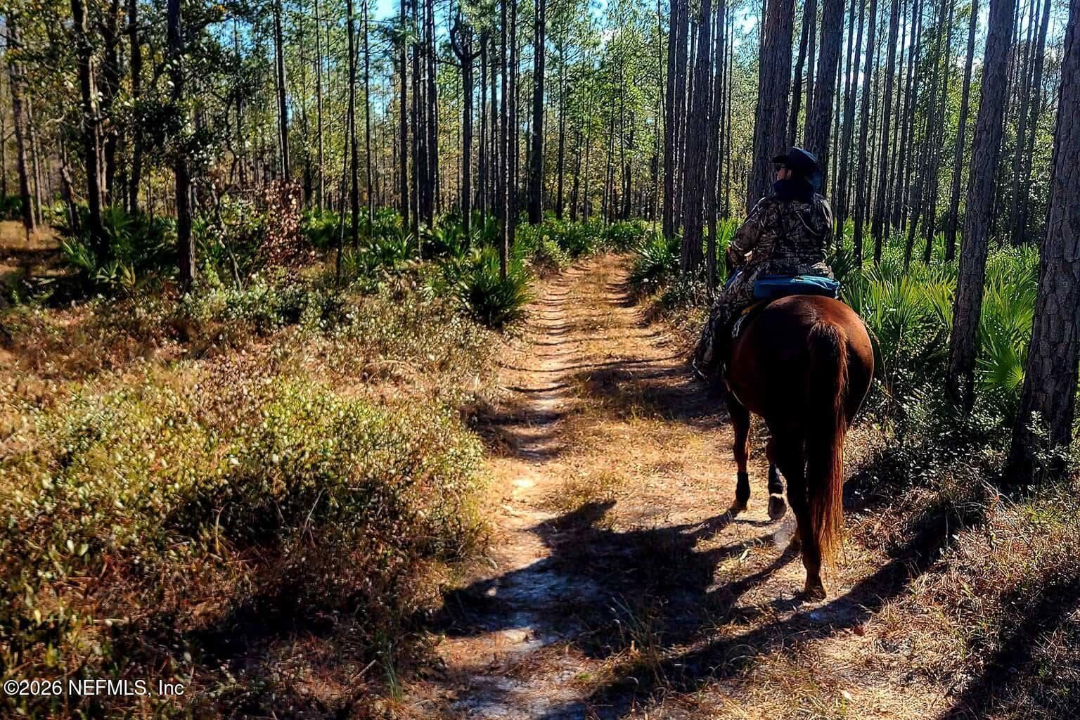 Jenning State Forest Horse Trails — 3760 OLD JENNINGS Road B, Middleburg, FL 32068