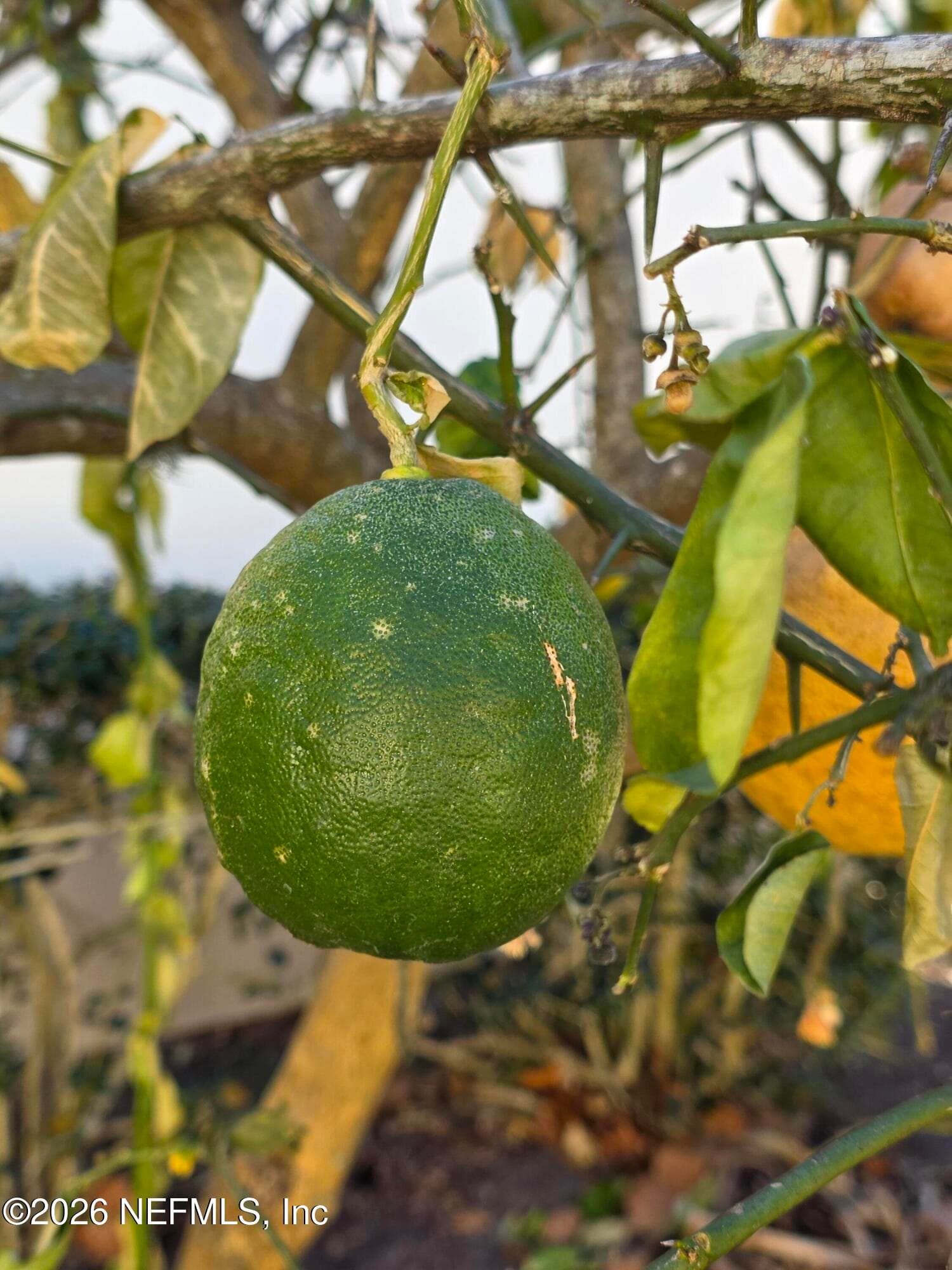 Limes the size of baseballs off your entrance walkway — 10150 BELLE RIVE Boulevard 2205, Jacksonville, FL 32256