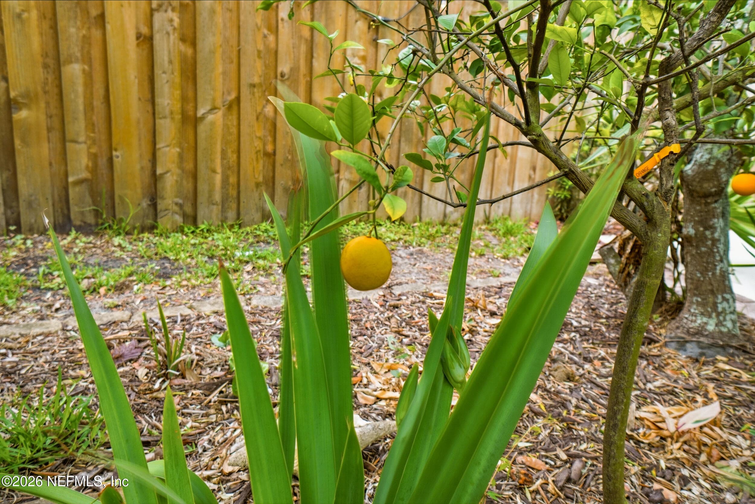 Fruit Trees — 2018 ROSEWOOD Drive, Neptune Beach, FL 32266