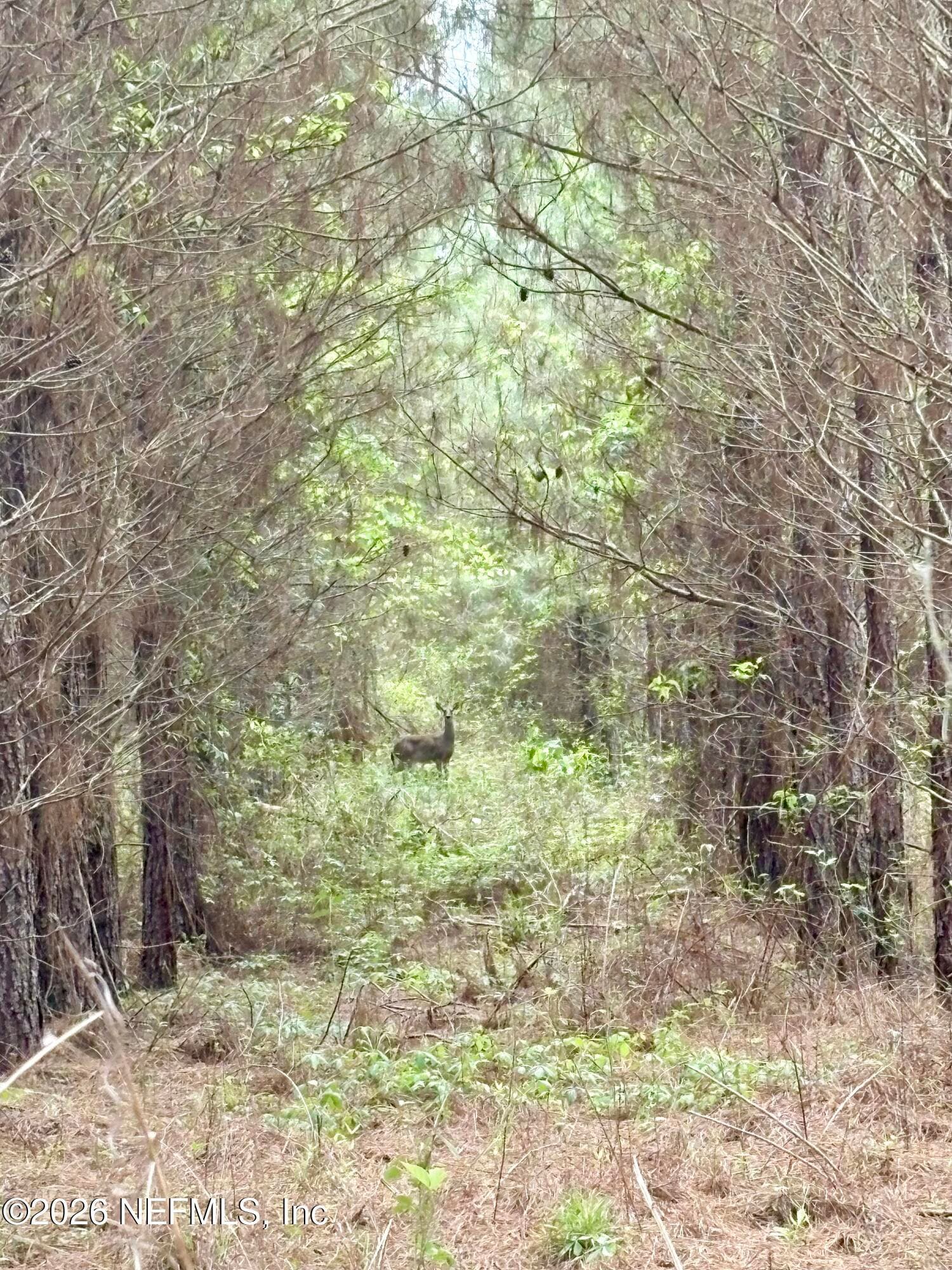 Photo 12 of 3500 NE ROCKY FORD Road, Madison, FL 32340