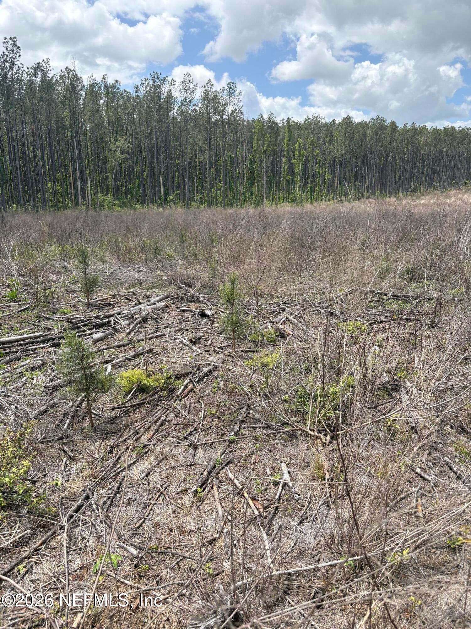 Pines planted Jan 2025 — 3600 NE ROCKY FORD Road, Madison, FL 32340