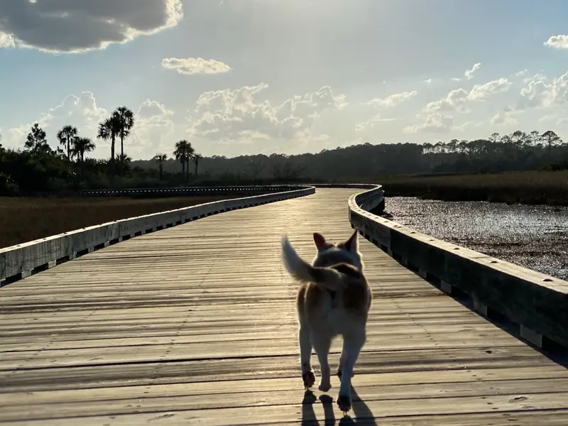 Marsh boardwalk at golden hour in Ponte Vedra Beach, Florida