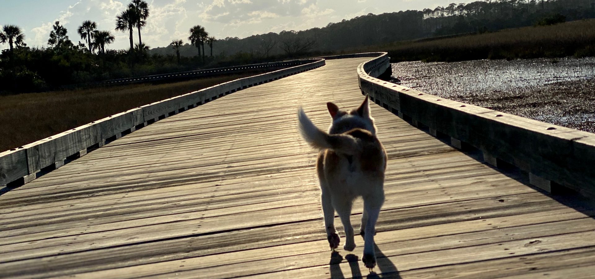Coastal boardwalk at sunrise in Northeast Florida